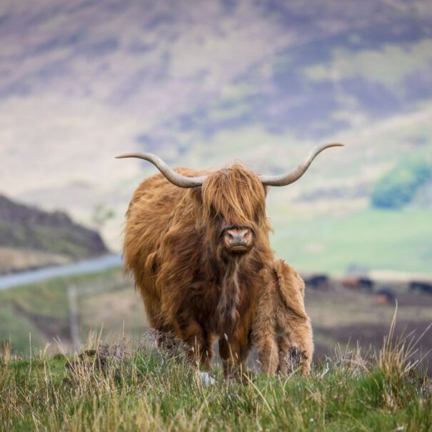 Ταξίδι στη Σκωτία
