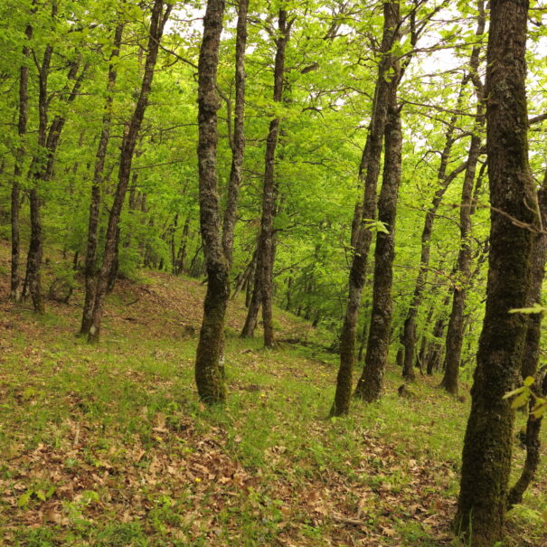 Μετέωρα - Ταξίδια πεζο